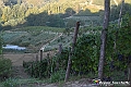 VBS_5604 - C'è un mare di velluto verde! E tu che sognavi di andare lontano... Quanta meraviglia, quì!
